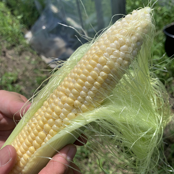 トウモロコシ