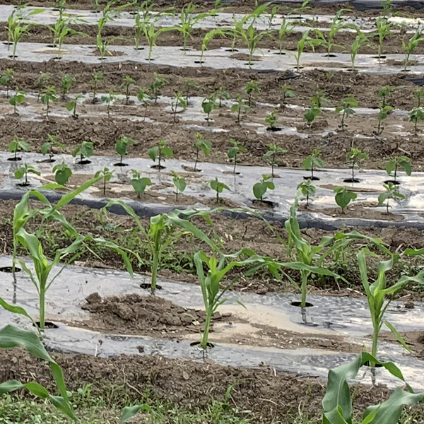 トウモロコシと枝豆