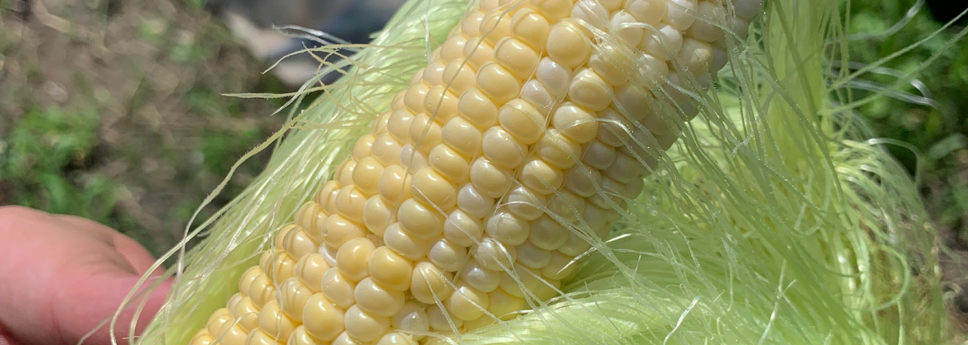 とうもろこし